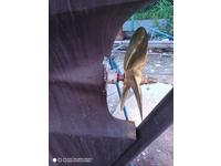 Downeaster Yachts USA Downeaster 38 Click to launch Larger Image